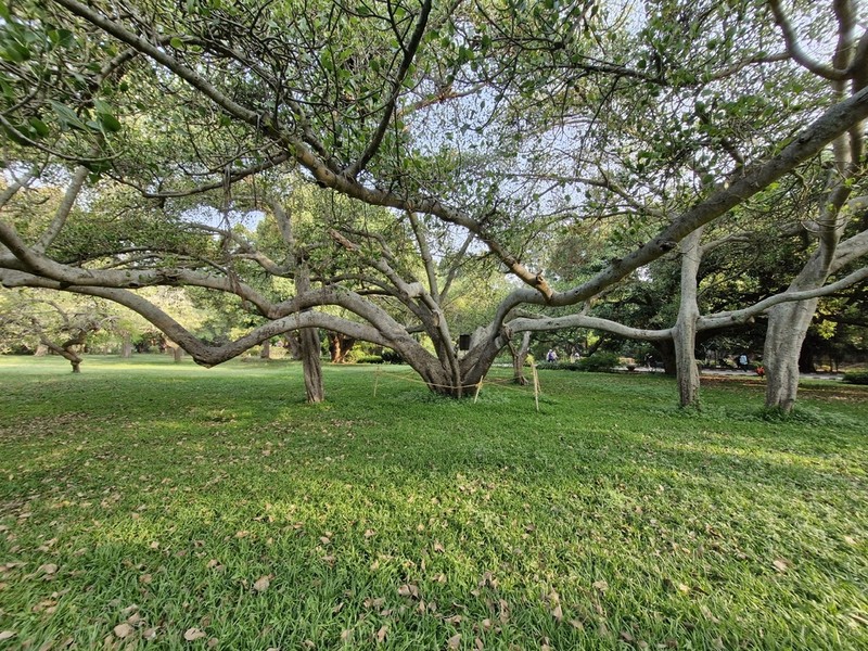 Ficus krishnae photo 5