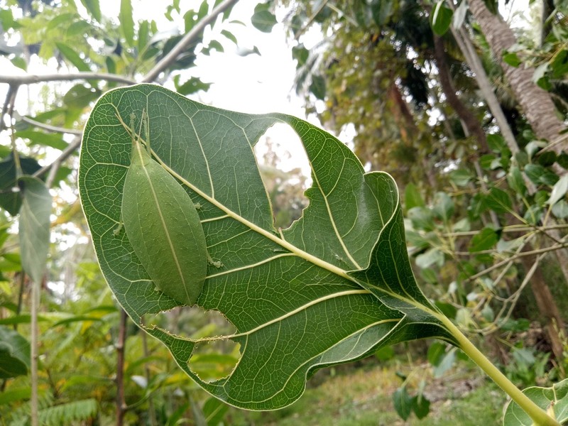 Ficus krishnae photo 6