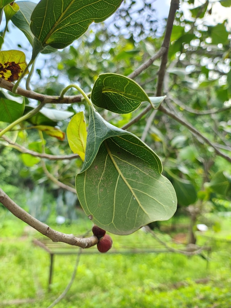 Ficus krishnae photo 7