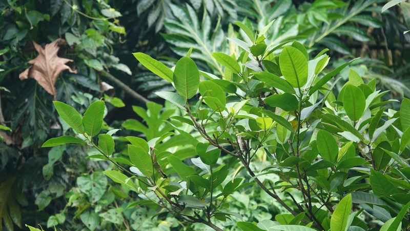 Ficus krugiana