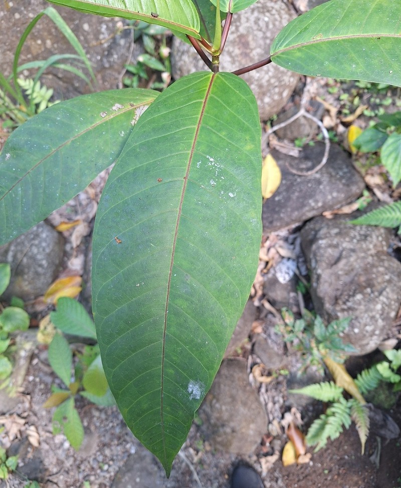 Ficus krugiana photo 2