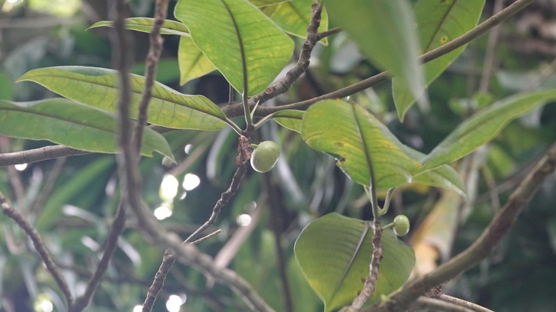 Ficus krugiana photo 3