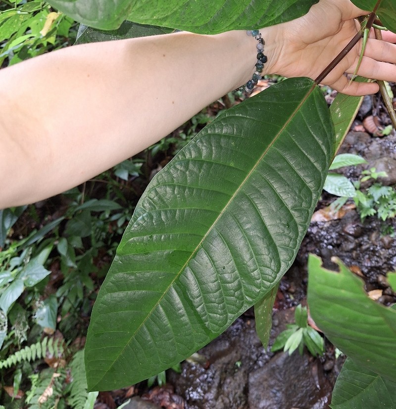 Ficus krugiana photo 4