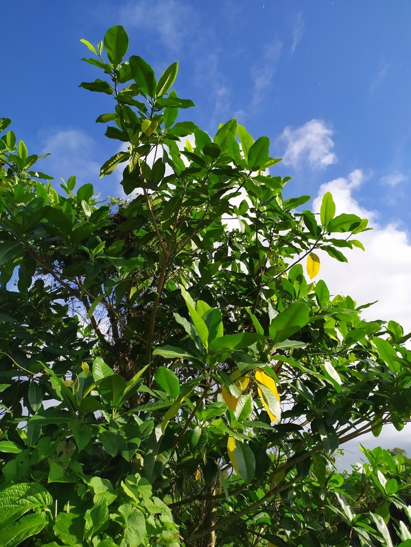 Ficus krugiana photo 5