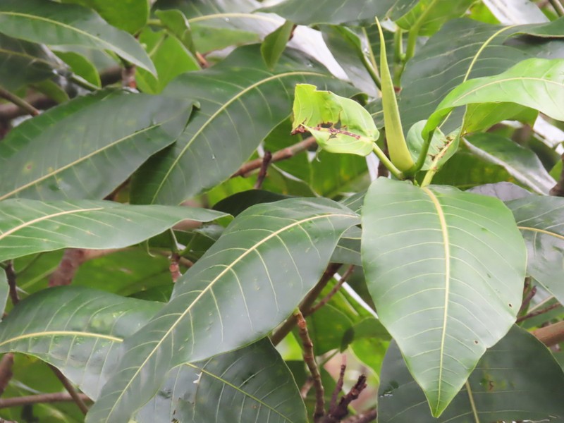 Ficus krugiana photo 6