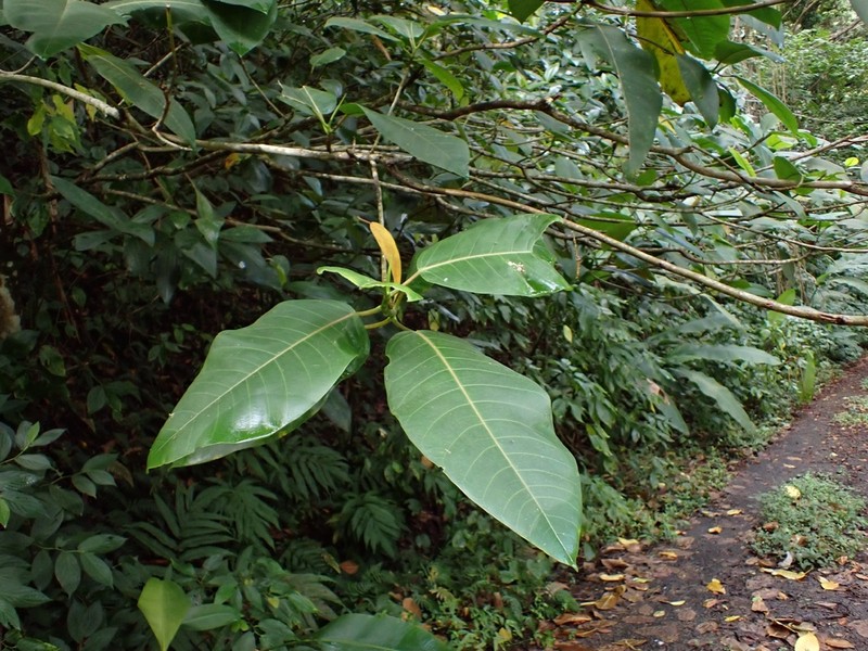 Ficus krugiana photo 7