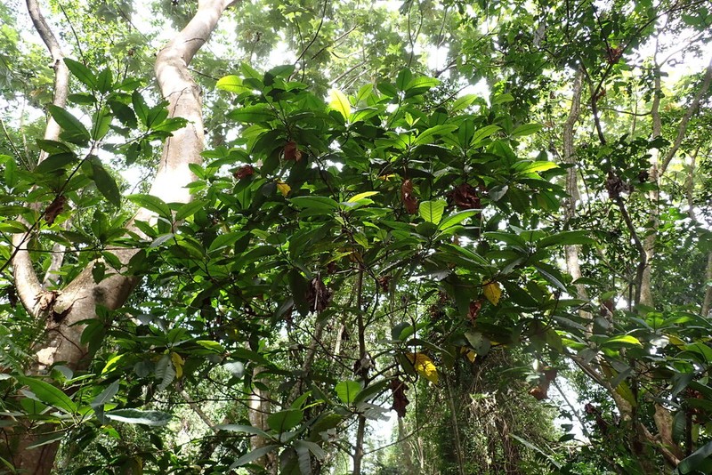Ficus krugiana photo 8