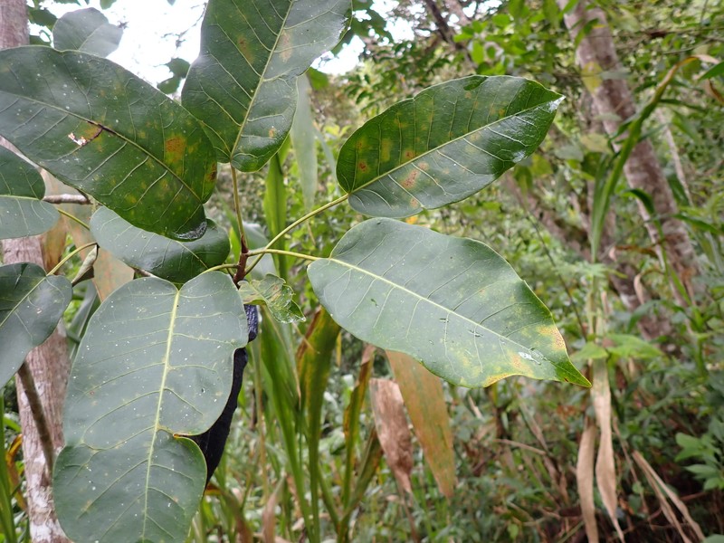 Ficus krukovii photo 4