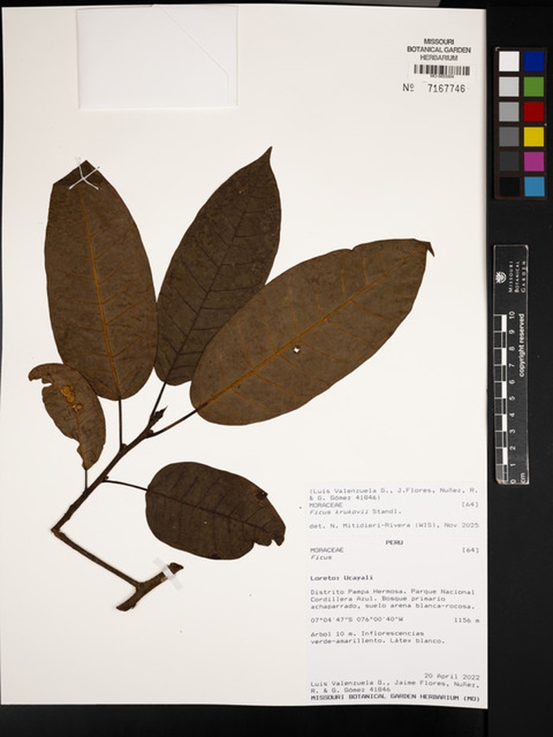 Ficus krukovii photo 5
