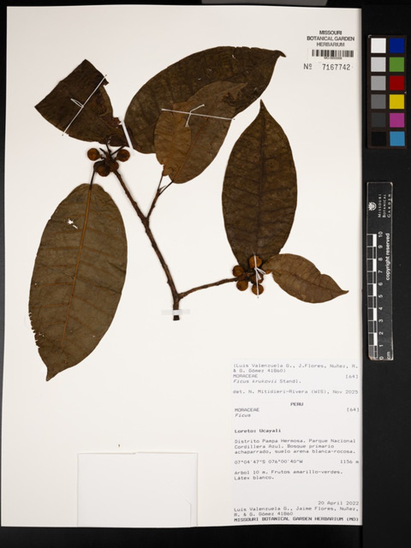 Ficus krukovii photo 6
