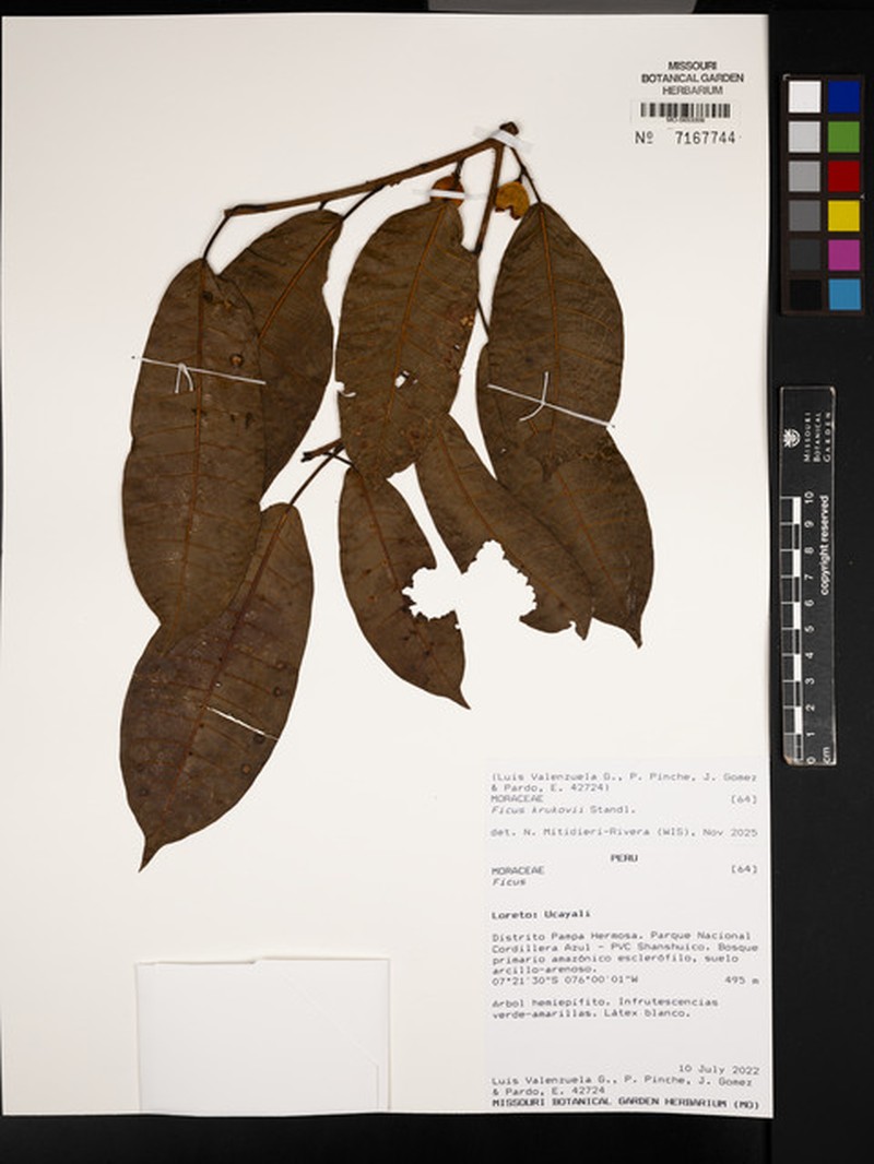 Ficus krukovii photo 7