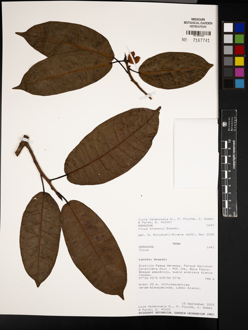 Ficus krukovii photo 8