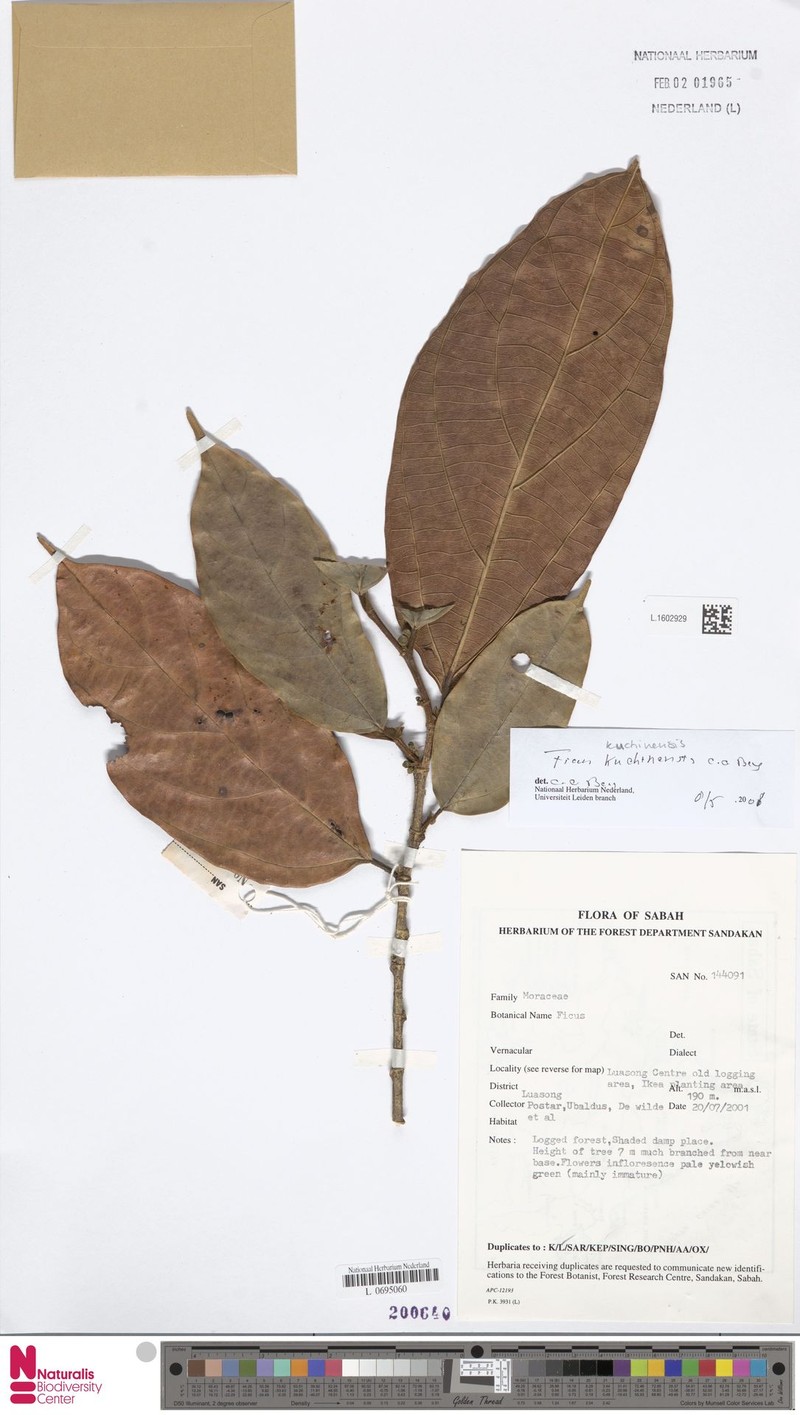 Ficus kuchinensis photo 2
