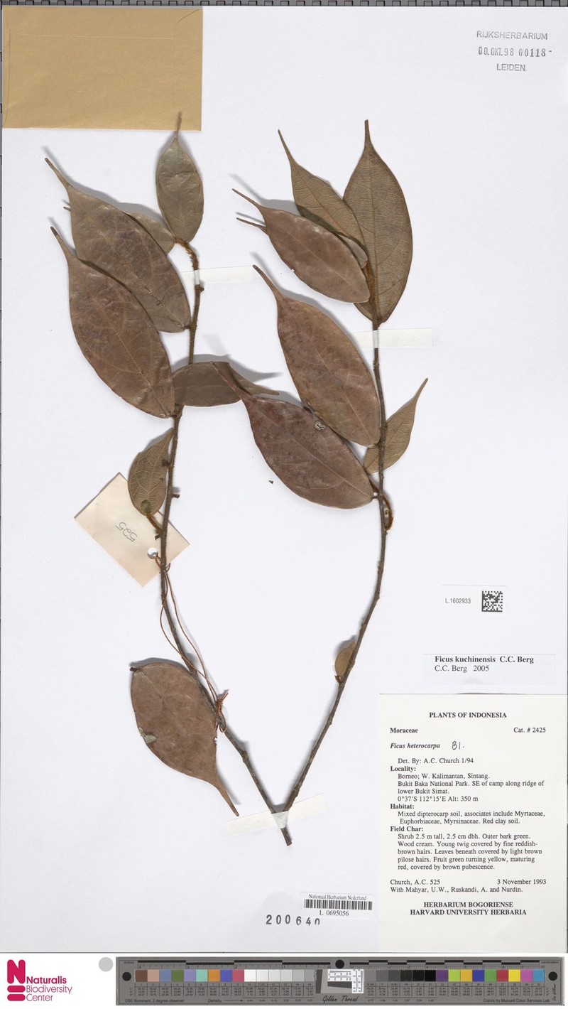 Ficus kuchinensis photo 3