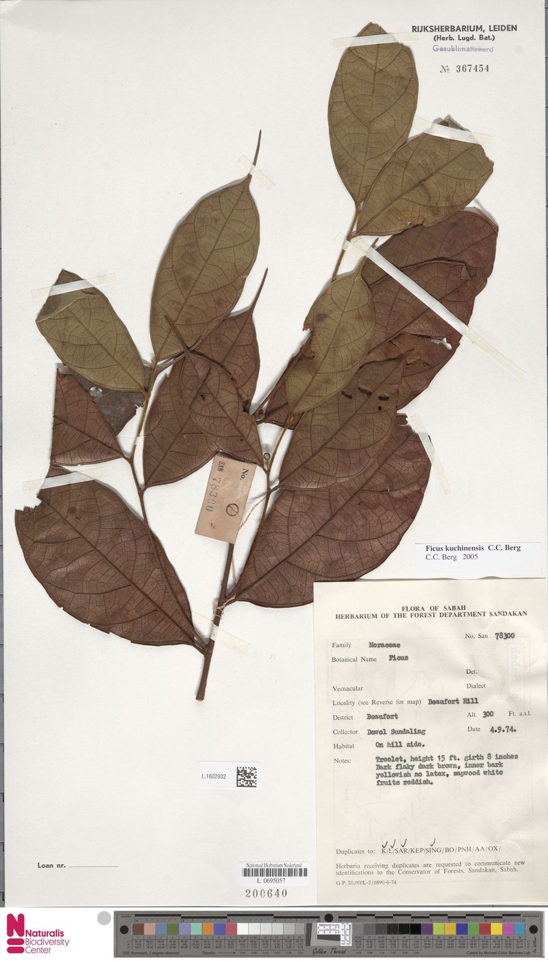 Ficus kuchinensis photo 4