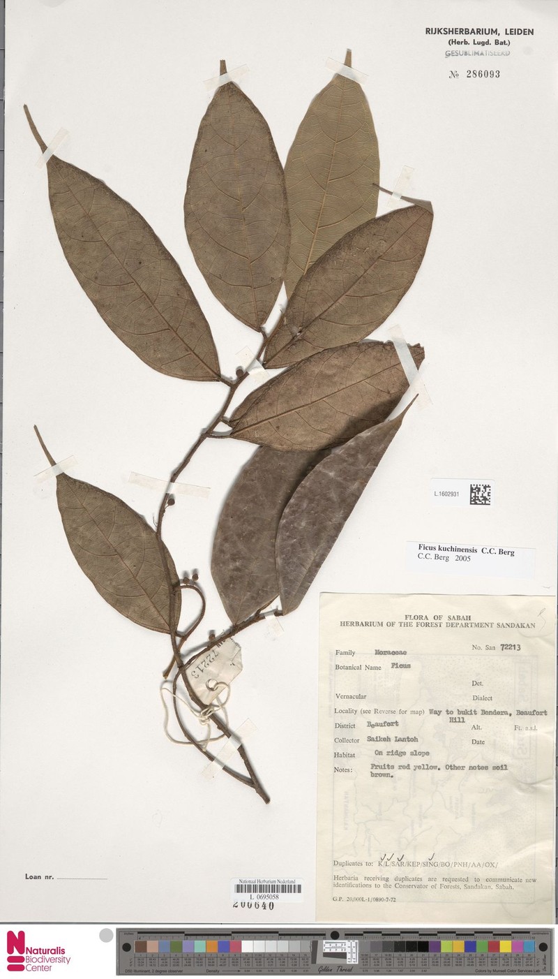 Ficus kuchinensis photo 5