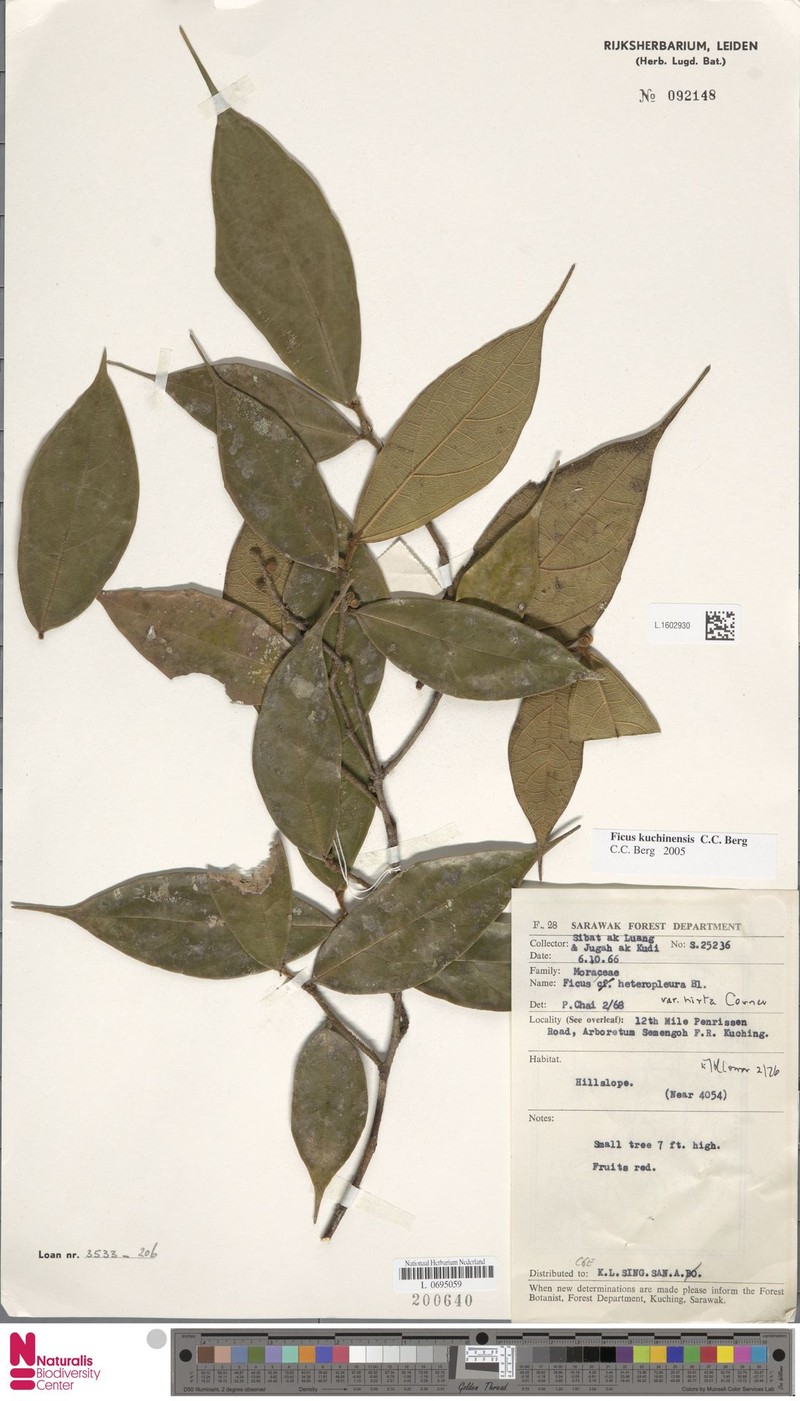 Ficus kuchinensis photo 6