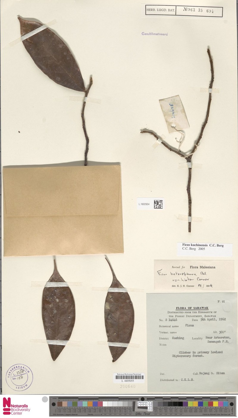 Ficus kuchinensis photo 7