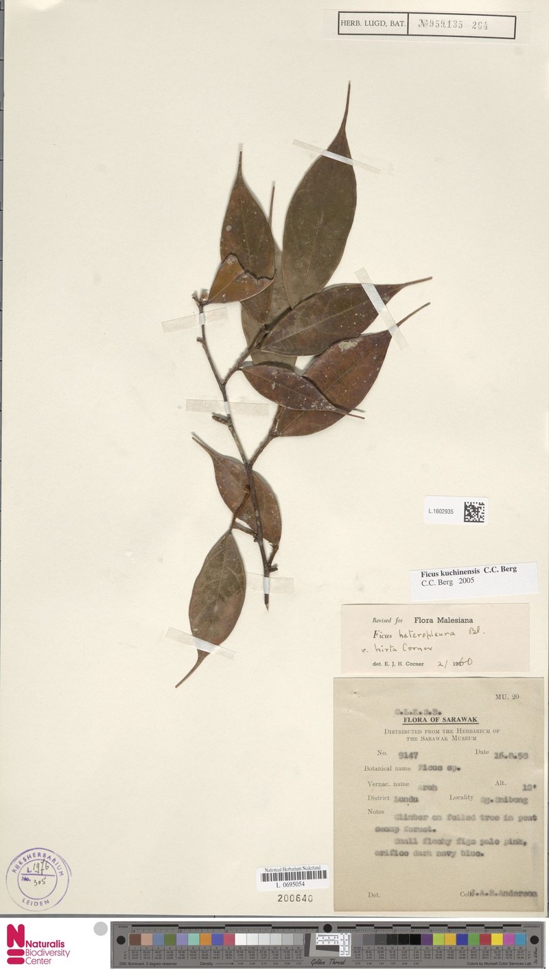 Ficus kuchinensis photo 8