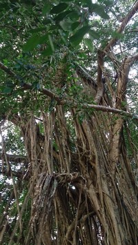 Ficus kurzii