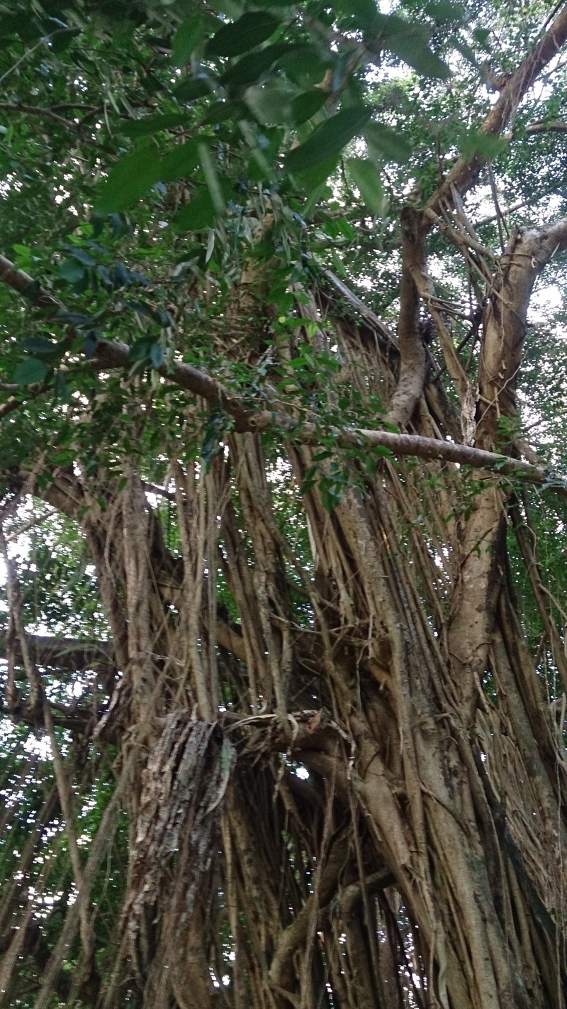 Ficus kurzii