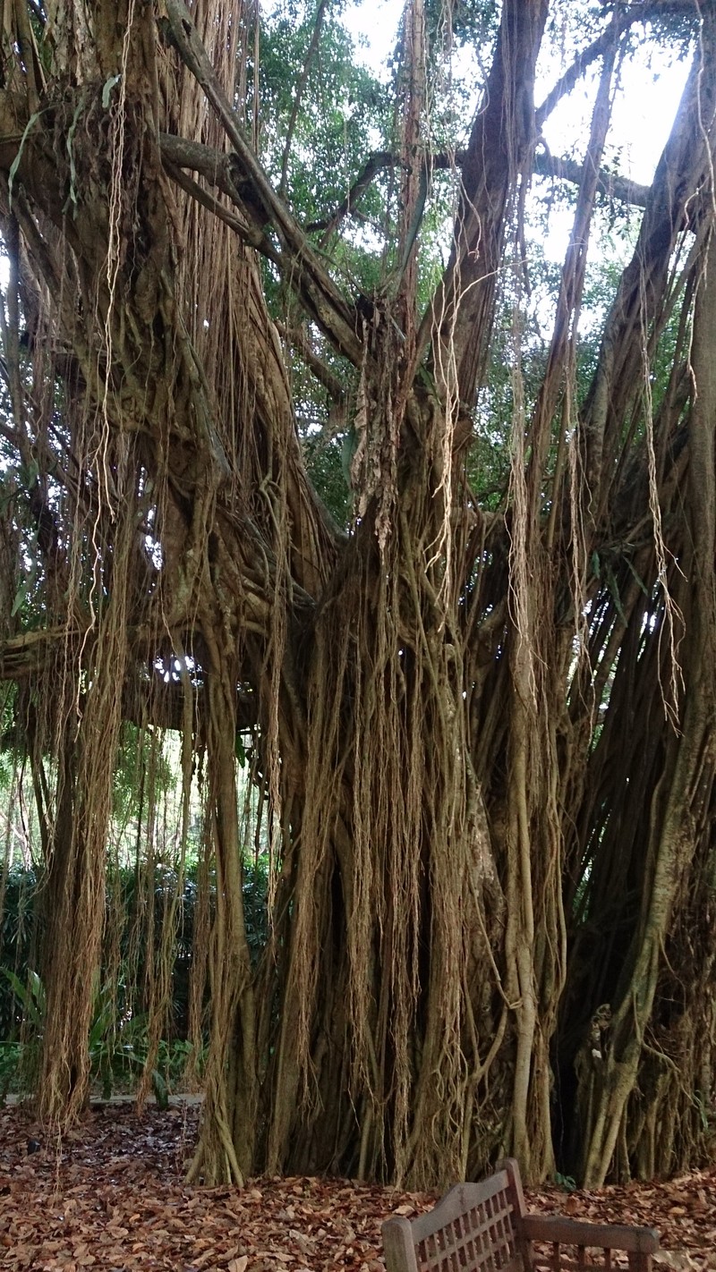 Ficus kurzii photo 2