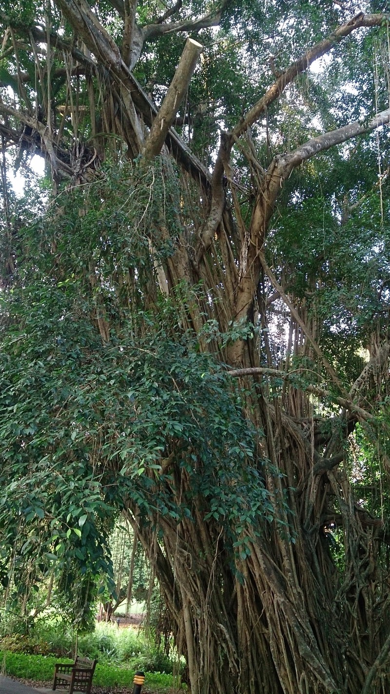Ficus kurzii photo 3