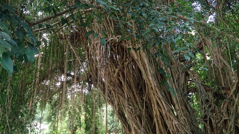Ficus kurzii photo 4