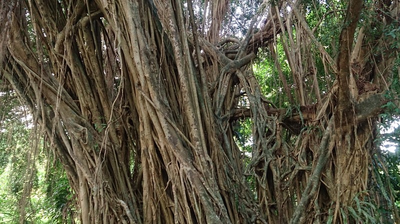 Ficus kurzii photo 5