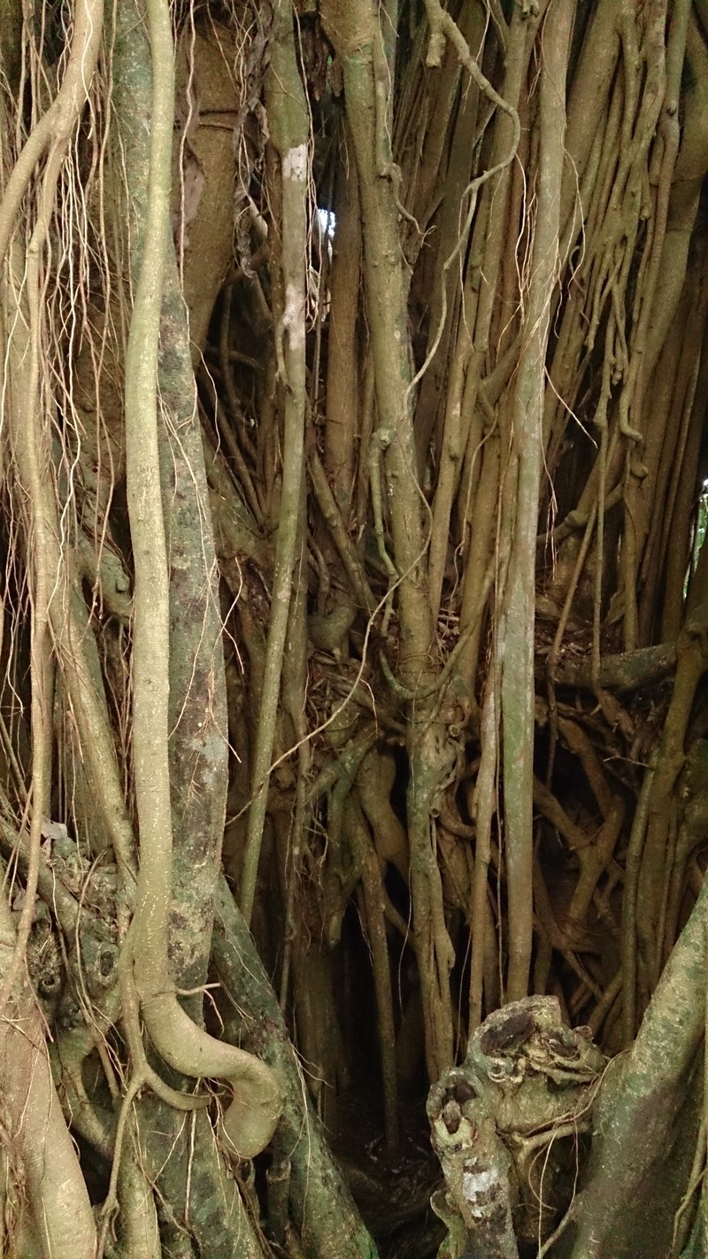 Ficus kurzii photo 6