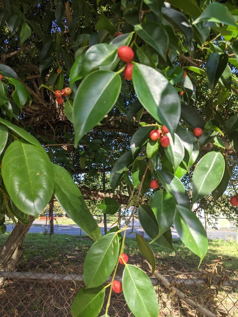 Ficus kurzii photo 7