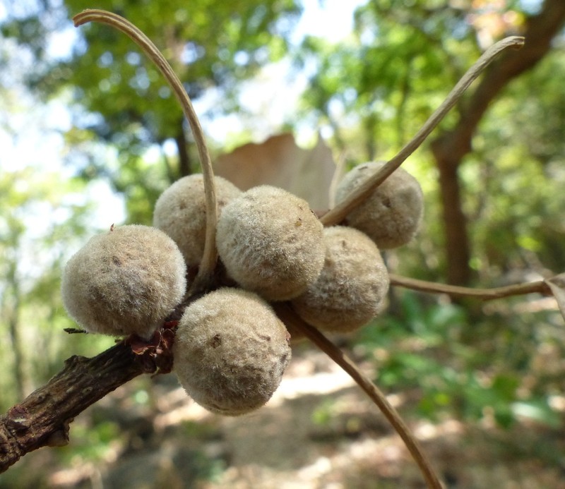 Ficus lacor photo 2