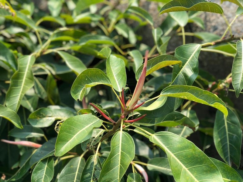Ficus lacor photo 3