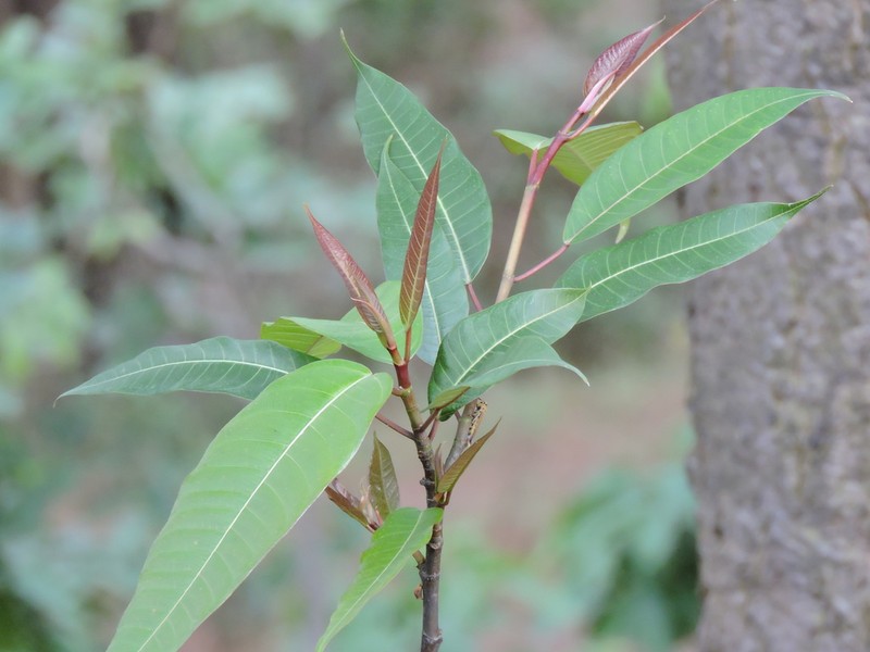 Ficus lacor photo 4