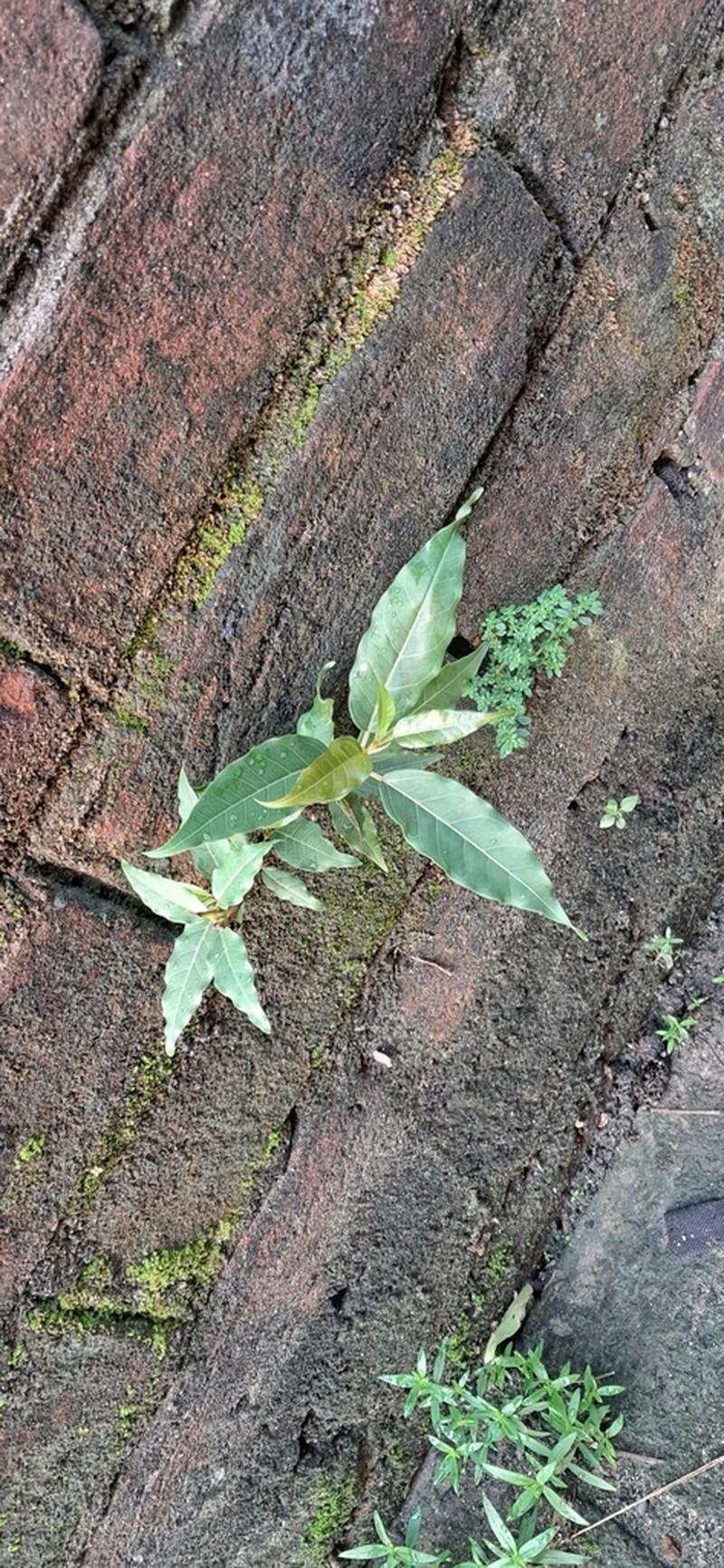 Ficus lacor photo 5