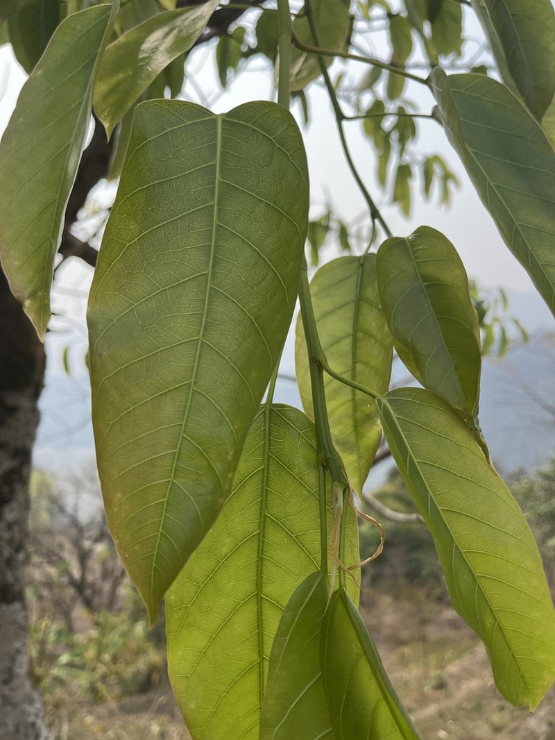 Ficus lacor photo 6