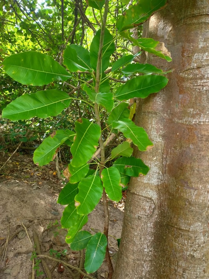 Ficus lacor photo 7