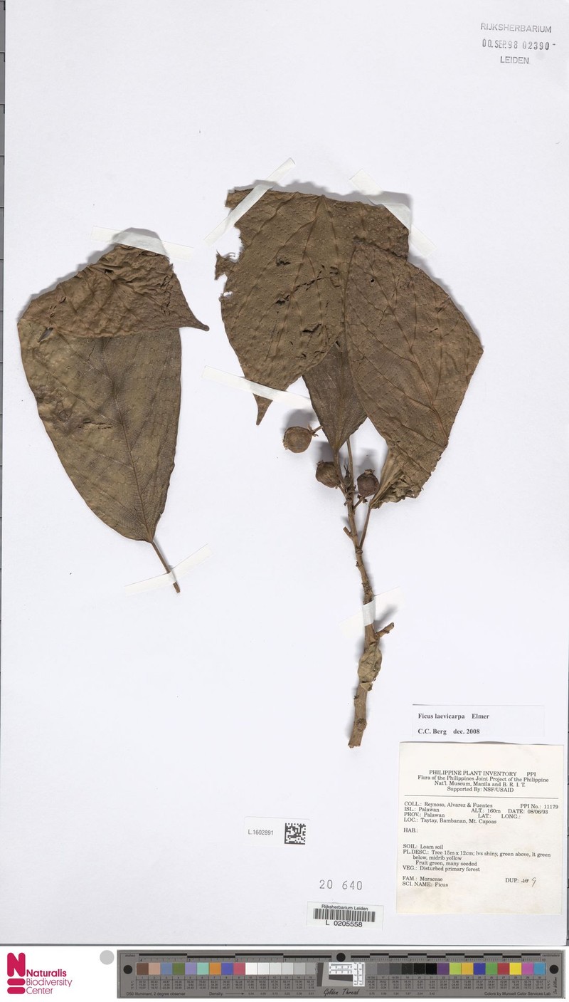 Ficus laevicarpa