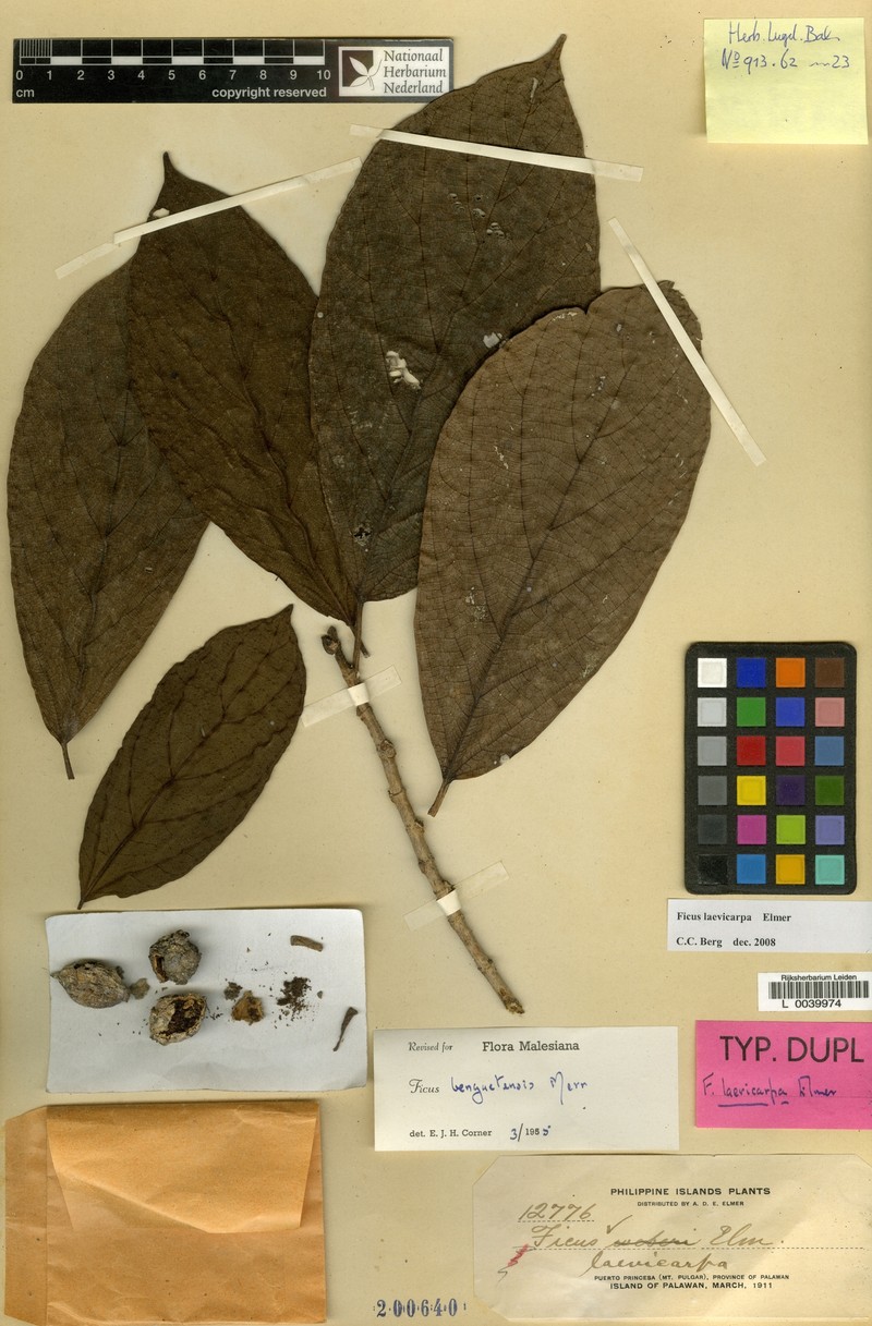 Ficus laevicarpa photo 4