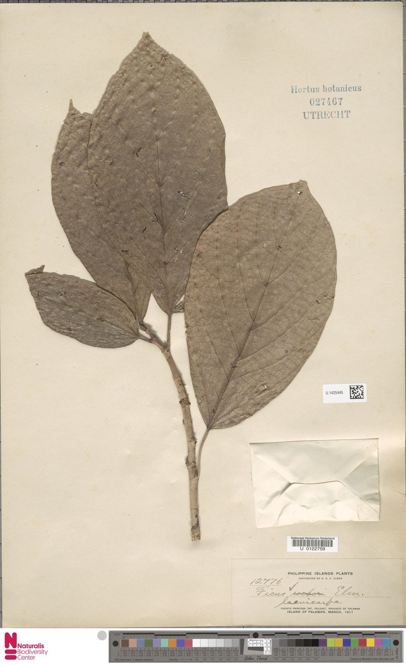 Ficus laevicarpa photo 5