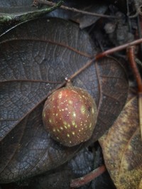 Ficus laevis
