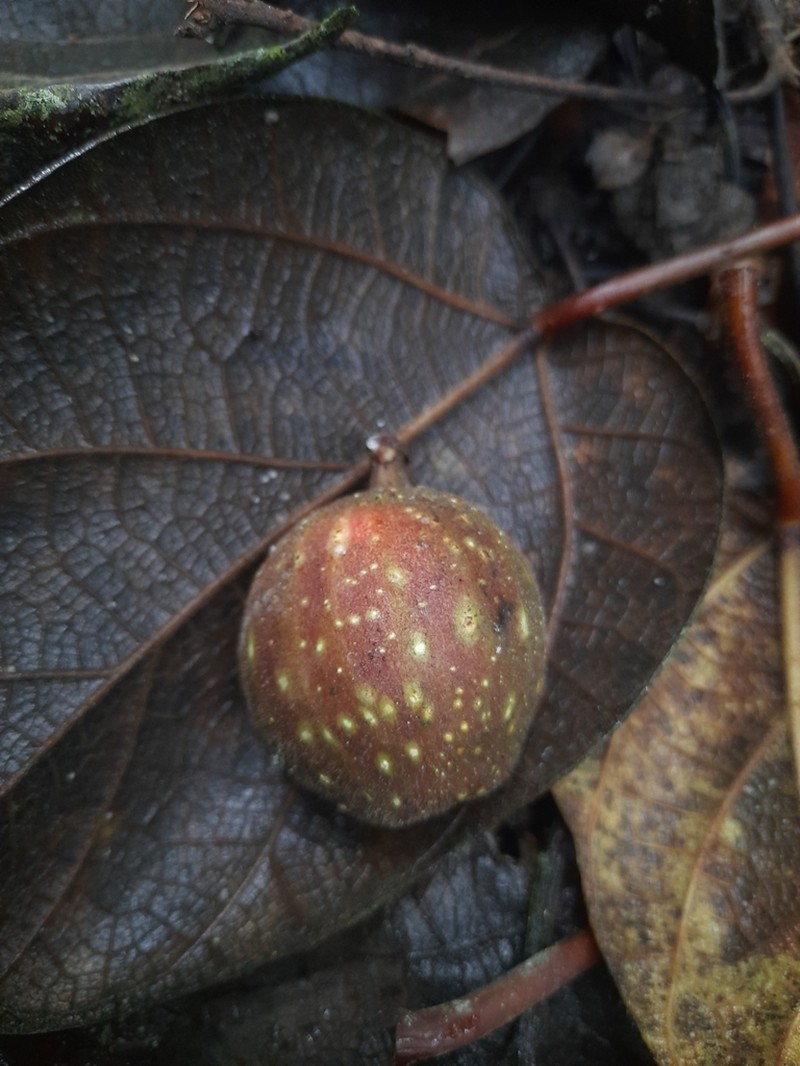 Ficus laevis