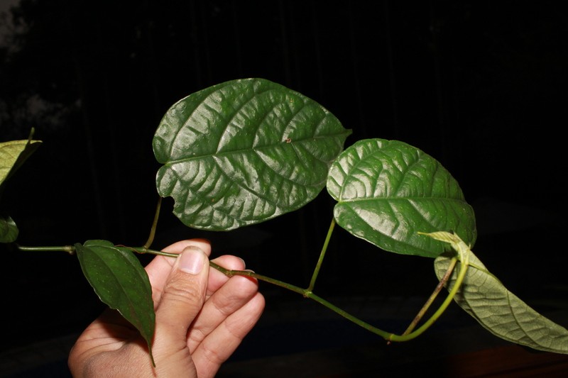 Ficus laevis photo 2