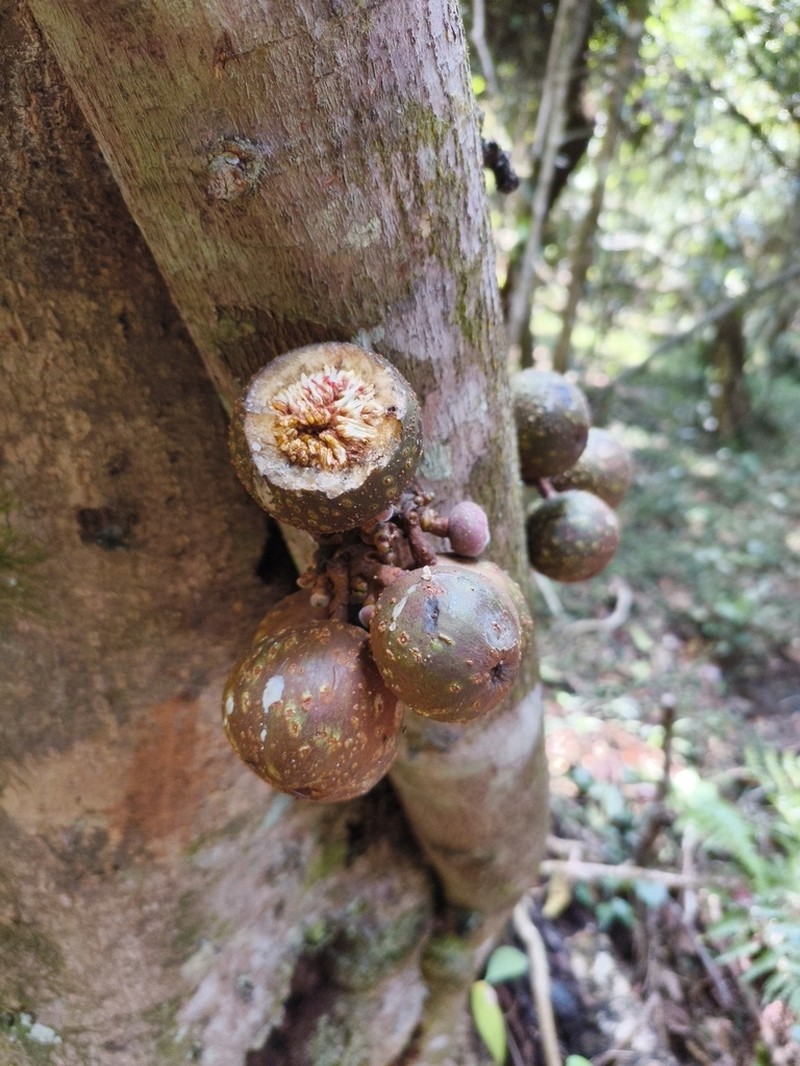 Ficus laevis photo 3