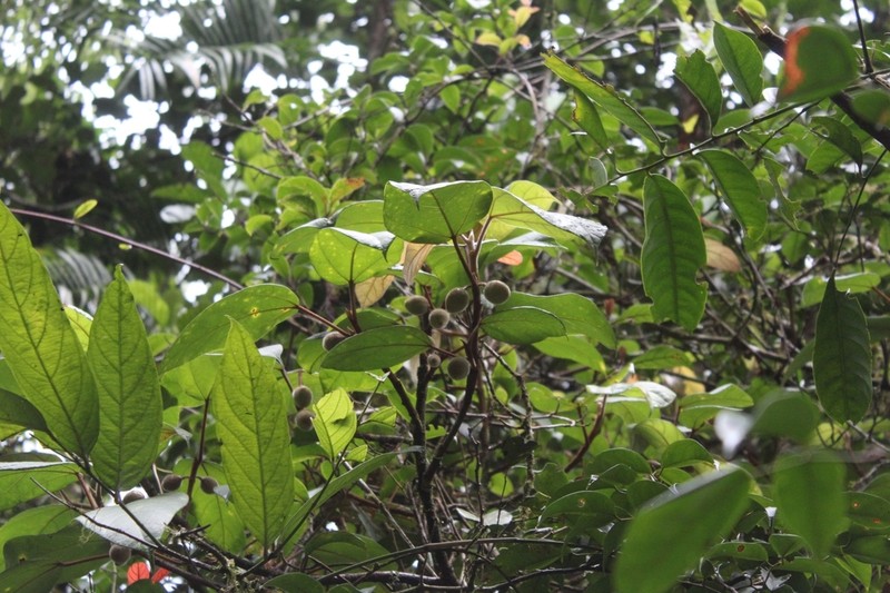 Ficus laevis photo 4
