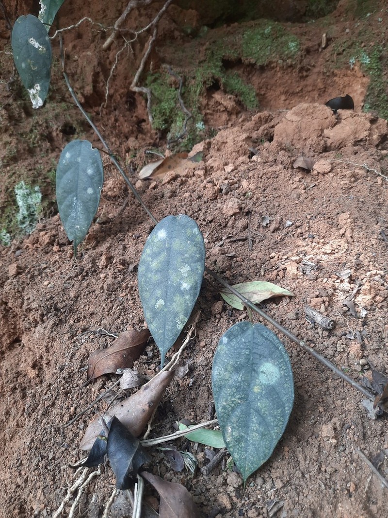 Ficus laevis photo 5