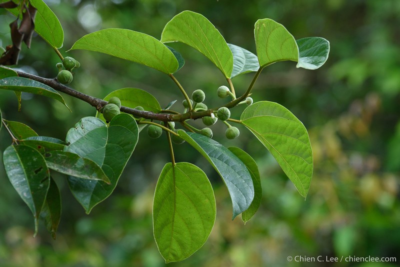 Ficus laevis photo 6