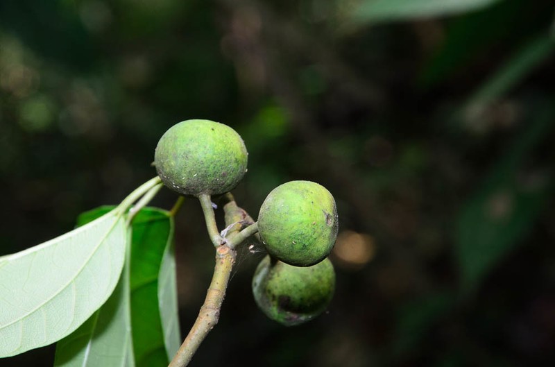 Ficus laevis photo 7
