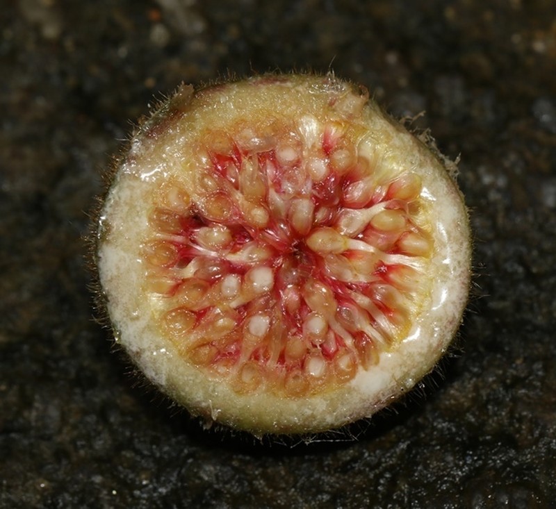 Ficus laevis photo 8