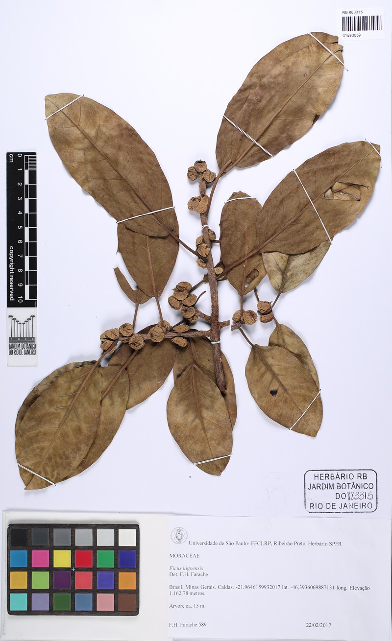 Ficus lagoensis